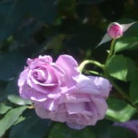 四季の香ローズガーデン　八重の花びらが多いバラが素晴らしい　　　20