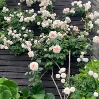 薔薇の季節も終了　今年も楽しみました。