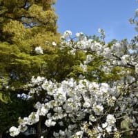 小石川植物園　椿園の光源氏つばき　　　　29