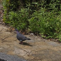 ❺潮風いざなう初夏の名古屋港と藤前干潟
