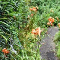 期待ほど降らず　唐芋収穫見込めず　2025/07/11（鹿児島）