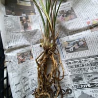 寒蘭　ズポ抜け「青々01216(青斗)」