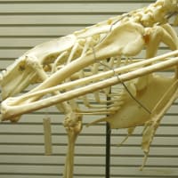 ハシビロコウの骨格標本