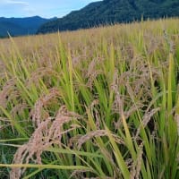 はさ木の組立作業（北海道沙流郡日高町千栄地区）