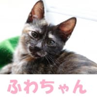 母と娘の台湾旅行記♪　と支援報告です
