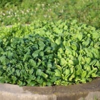 収穫とミニ菜園の様子