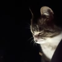 キャンプ場にいる猫。