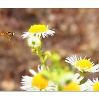 ヒラタアブ　白花ランデブー
