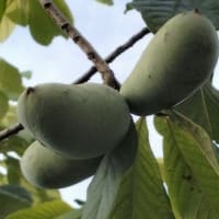 なり物は？