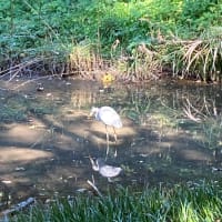 11月7日　遠足 in 江古田の森