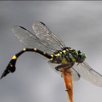 飛翔  ～タイワンウチワヤンマ～