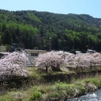 桜と緑の共演