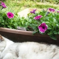 お花はバテバテ・・・猫の思い出