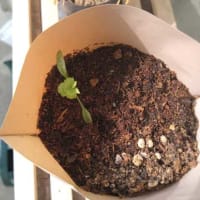 しそ大葉の収穫・・・・。('◇')ゞ