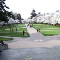 お花見 at University of Washington