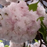 12月に入り、コロナ更新中。。。