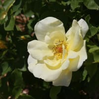 薔薇の咲く夏の日2-3