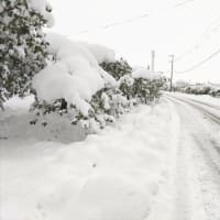 11月で大雪～秋田県横手市～