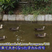 葉月来て大きくなった子カルガモ