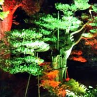 博多の夜を彩る