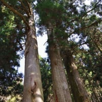 愛知県設楽町、和市「池葉守護神社の大杉」です！！