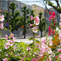 あおい