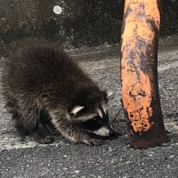 疑問集．２１２　あらいぐまと遭遇