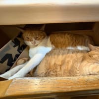 看板猫のいるお店で猫飲み 予告編? (2507-4)