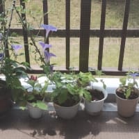 ★ブロック注射。