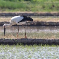 2025年05月12日　コウノトリ目撃情報