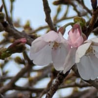 万代池公園の桜🌸咲き始め♫