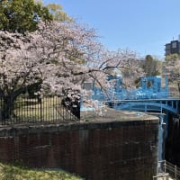 桜🌸日光浴☀️　2025-4.8+9