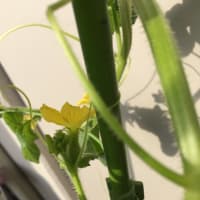 ころたんメモ。