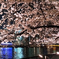 春らんまん　水辺の美しい桜の風景　令和六年