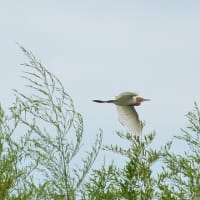 カワセミ