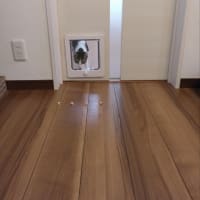 猫ドア