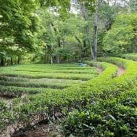 贅沢な伊豆の旅・スターヒルズ