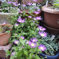 庭の花　今は2種類のバラ