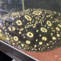 　久しぶりです、また少しずつ投稿させて頂きます。よろしくお願いいたします。