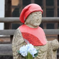 梅雨に咲く花たち