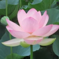 古代蓮の里続き