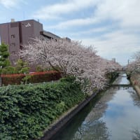 再び桜を観にサイクリング