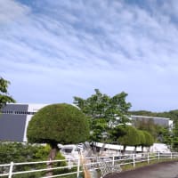 カイヅカイブキの刈り込み③