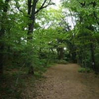 武蔵台公園、武蔵台緑地、黒鐘公園など