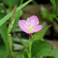 5月の花 3