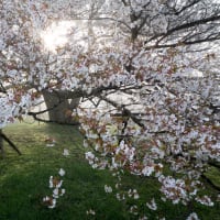 もうすぐ桜の季節