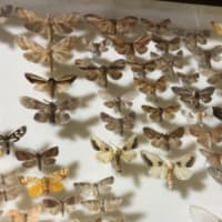 札幌市厚別区自宅のシャチホコガ科採集目録①