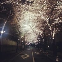 2025年3月27日東京の桜開花宣言から3日目の「テヨンの桜通り」です。2～3分咲ほどです。まだ咲いていない木もありました