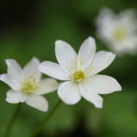 春の庭の花達３）