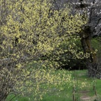4月1日、昭和記念公園で黄色の花